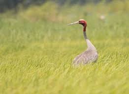 Spoonie Birding Expedition Tour 5 Days